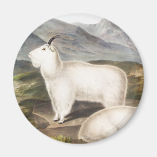 Aimant Illustration de la chèvre des Rocheuses (Capra Ame