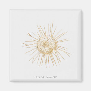 Aimant Illustration de la coquille foraminifère