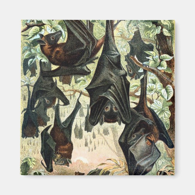 Aimant illustration de l'acadamia de chauve-souris volant (Devant)