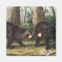 Illustration de l'ours noir américain Ursus Americ