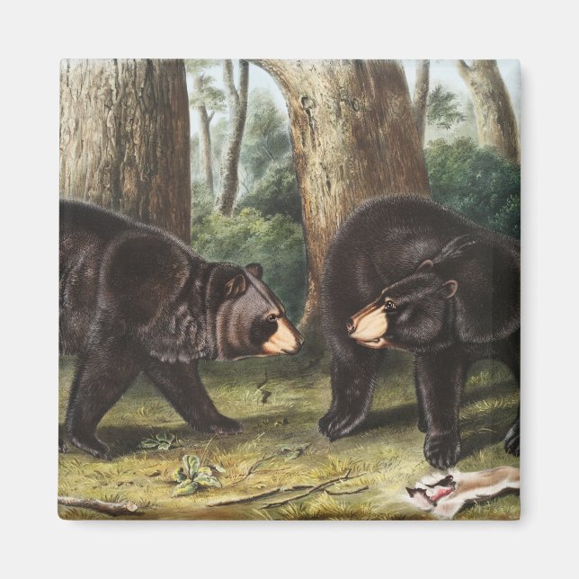 Aimant Illustration de l'ours noir américain Ursus Americ (Devant)