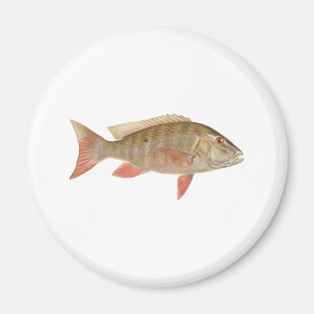 Aimant Illustration de Mutton Snapper (Devant)