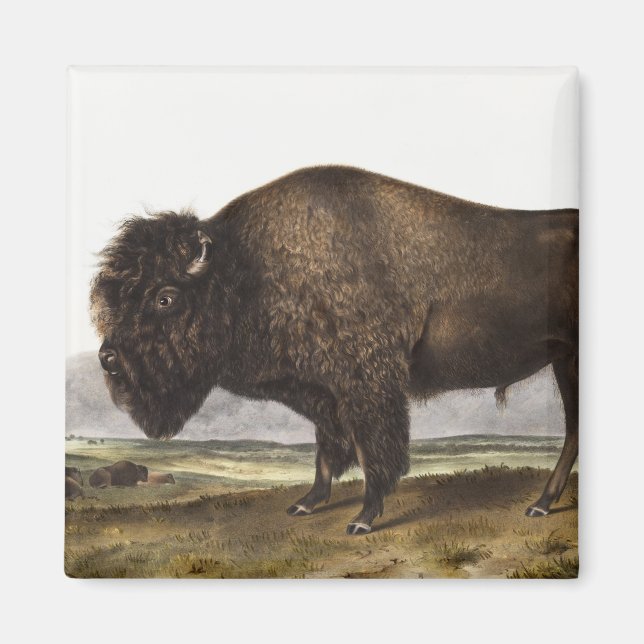 Aimant Illustration du bison américain (Bos Americanus) (Devant)