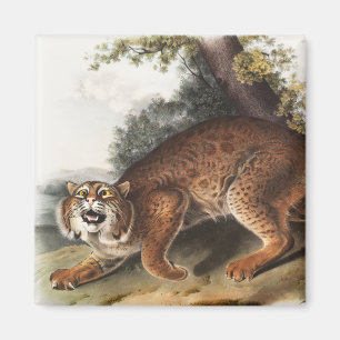 Aimant Illustration du chat sauvage américain (Lynx rufus
