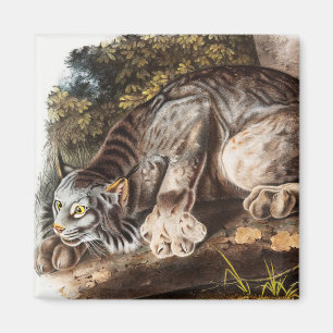 Aimant Illustration du Lynx du Canada (Lynx Canadensis)