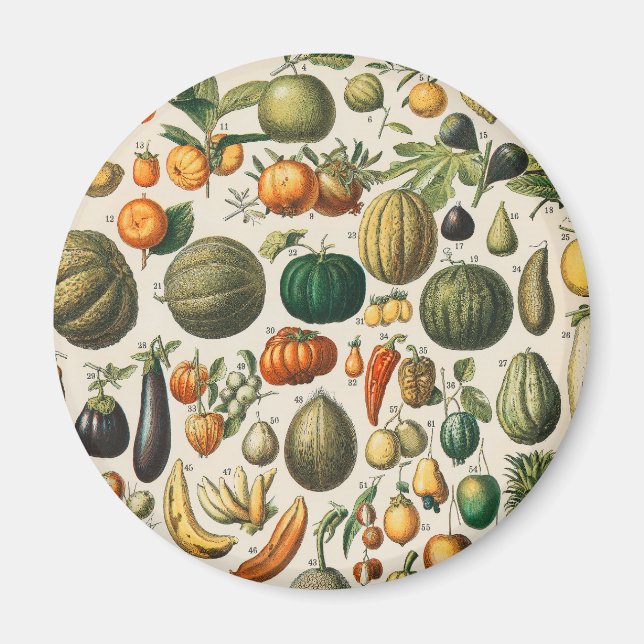 Aimant Illustration scientifique végétale des fruits (Devant)