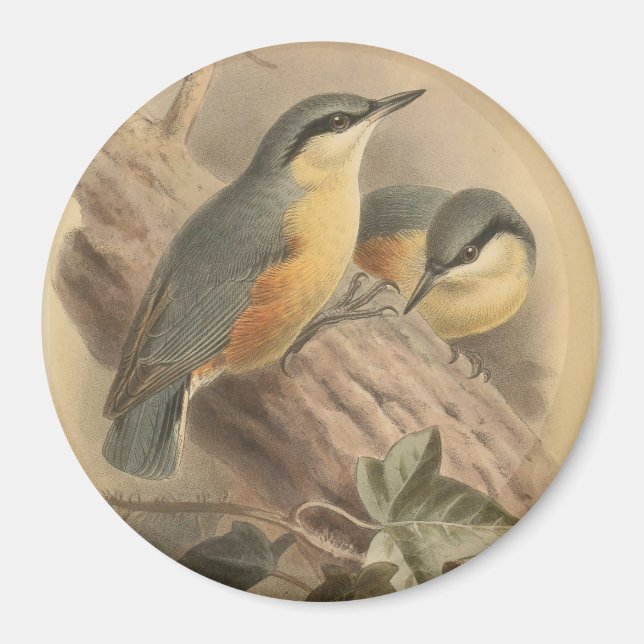 Aimant Illustration vintage de Nuthatch (Devant)