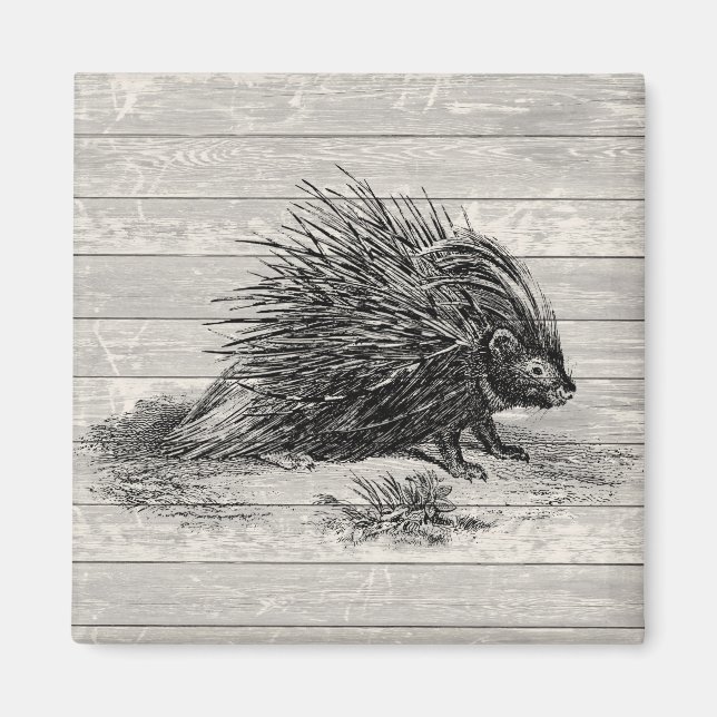 Aimant Illustration vintage de Porcupine (Devant)