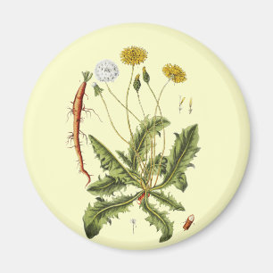 Aimant Illustration vintage du Dandelion