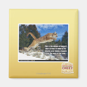 Aimant Image de chat