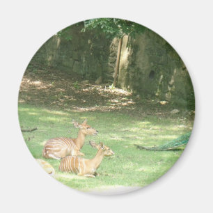 Aimant Image de zoo de Bronx