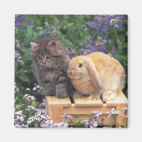 Image d'un chaton et d'un lapin d'oreille de lop d