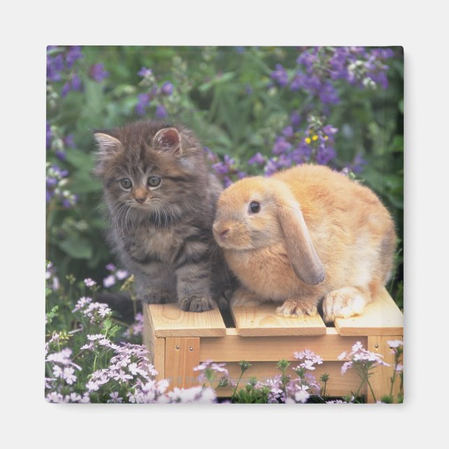 Aimant Image d'un chaton et d'un lapin d'oreille de lop d (Devant)