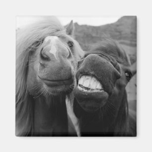 Aimant Images Getty Chevaux souriants