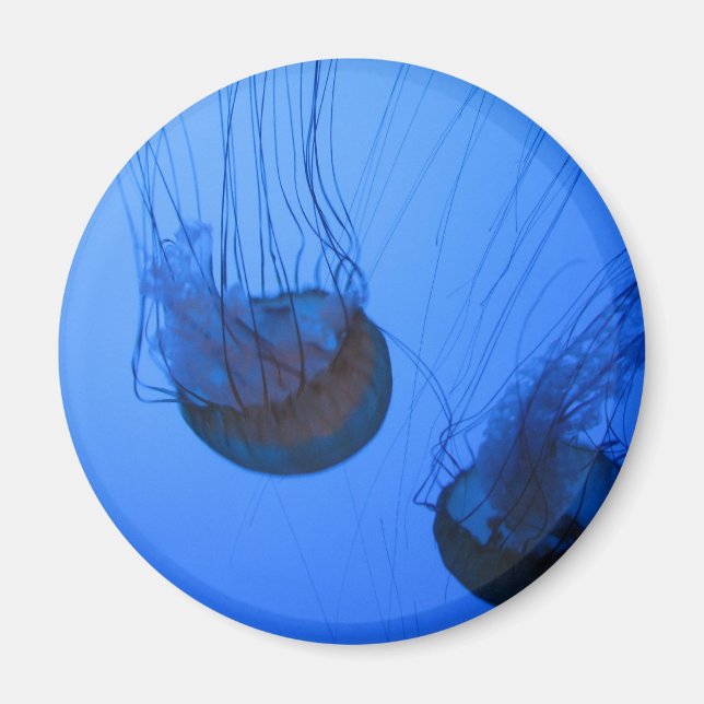 AIMANT IMG_1319 (Devant)