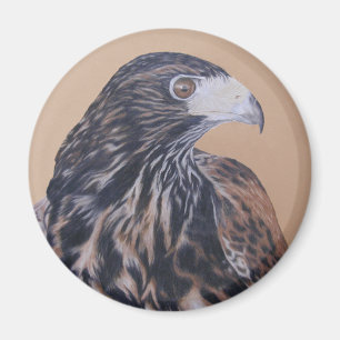 Aimant Immature Harris Hawk