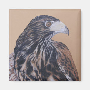 Aimant Immature Harris Hawk