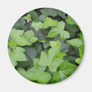 Aimant Impression botanique verte Ivy