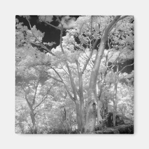 Aimant Infra rouge d'arbres bâtiments et sentiers à Las 2