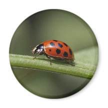 Insecte de Ladybug