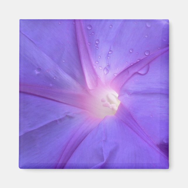 Aimant ipomée (Devant)