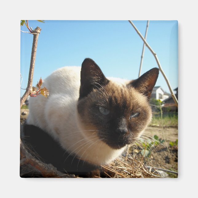 Aimant Irate Kitty (Devant)