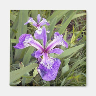 Aimant Iris 2 violet