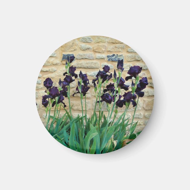 Aimant Iris à poils (Devant)