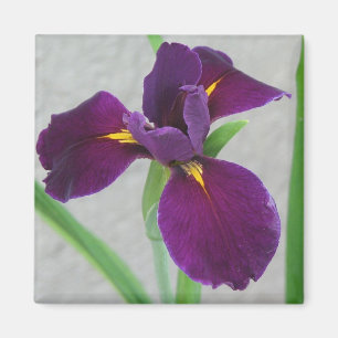 Aimant Iris pourpre