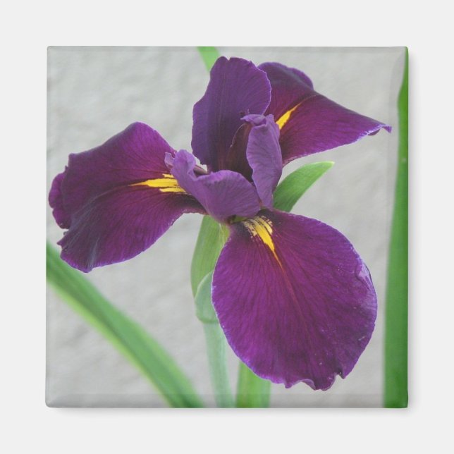 Aimant Iris pourpre (Devant)