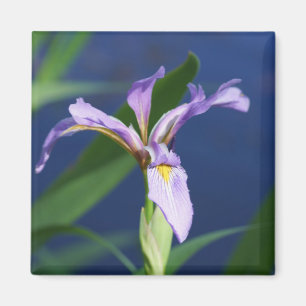 Aimant Iris Violet