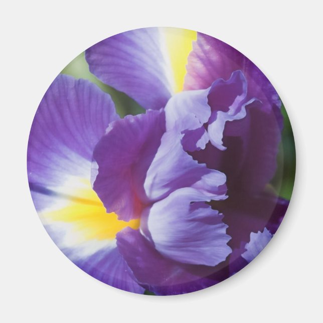 Aimant iris violet près (Devant)