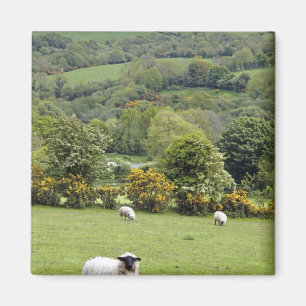 Aimant Irlande occidentale, presqu'île de Dingle, large