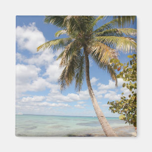 Aimant Isla Saona - Palmier à la plage