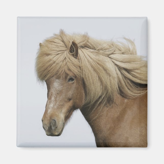Aimant Islande. Portrait de cheval islandais. (Devant)