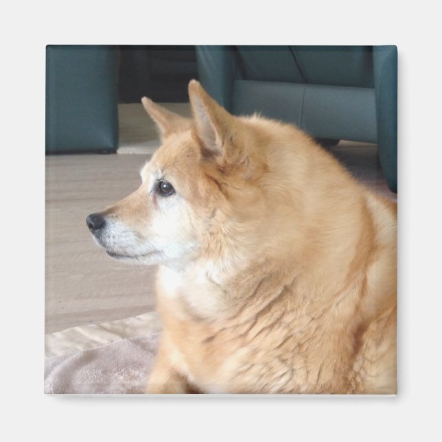 Aimant Islandhund (Devant)