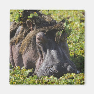 Aimant Jacana se tenant sur l'hippopotame (hippopotame