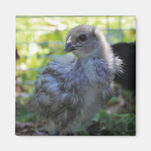 Aimant Jacinthe des bois