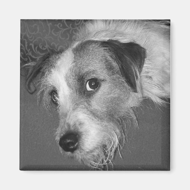 Aimant Jack Russell terrier (Devant)
