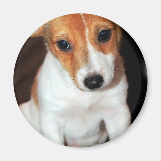 Aimant Jack Russell Terrier Chien Chien Chien Chien Magne (Devant)