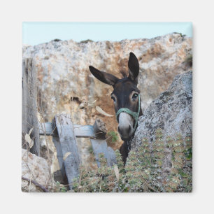 Aimant J'adore les Donkeys !