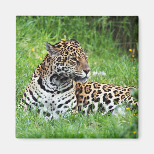Aimant Jaguar