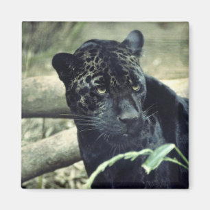 Aimant Jaguar