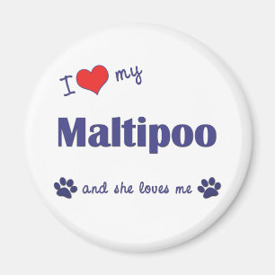 Aimant J'aime mon Maltipoo (le chien femelle)