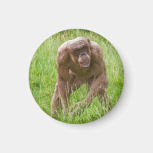 Aimant Jambo Le Chimp Unique Sans Cheveux