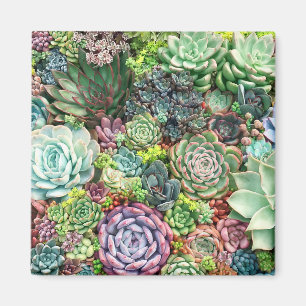 Aimant Jardin coloré Succulent