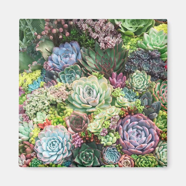 Aimant Jardin coloré Succulent (Devant)