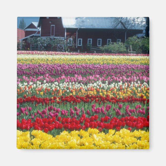 Aimant Jardin d'affichage des tulipes, comté de Skagit, (Devant)