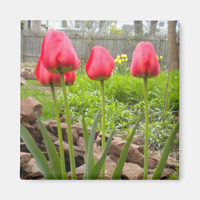aimant Jardin de Tulip (Devant)