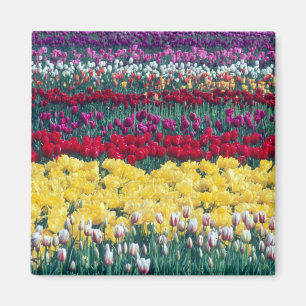 Aimant jardin de tulipes dans le comté de Skagit,